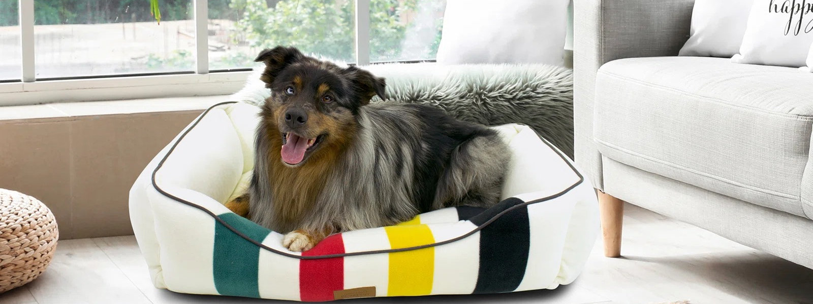 Carolina pet hotsell company bolster bed